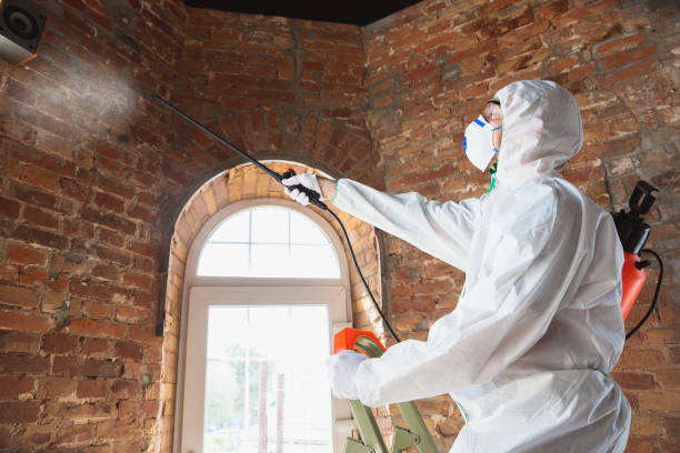 Best Emergency Mold Remediation  in Decherd, TN