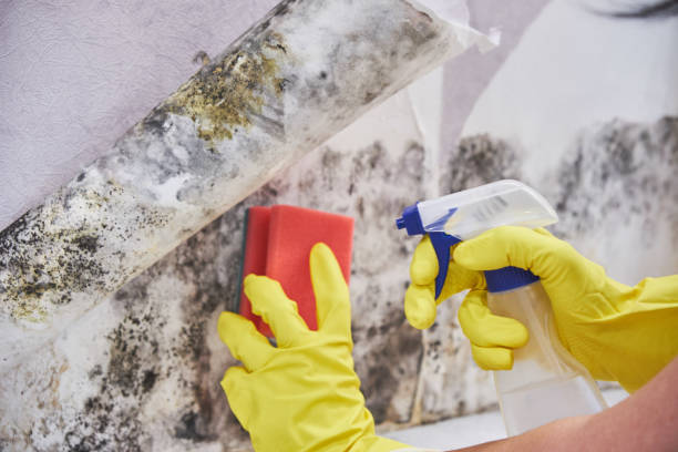 Best Asbestos and Lead Testing During Mold Inspection  in Decherd, TN